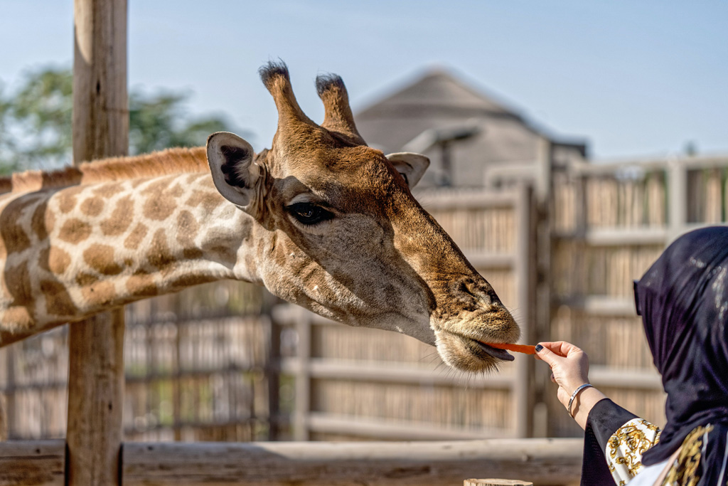 Giraffe Feed